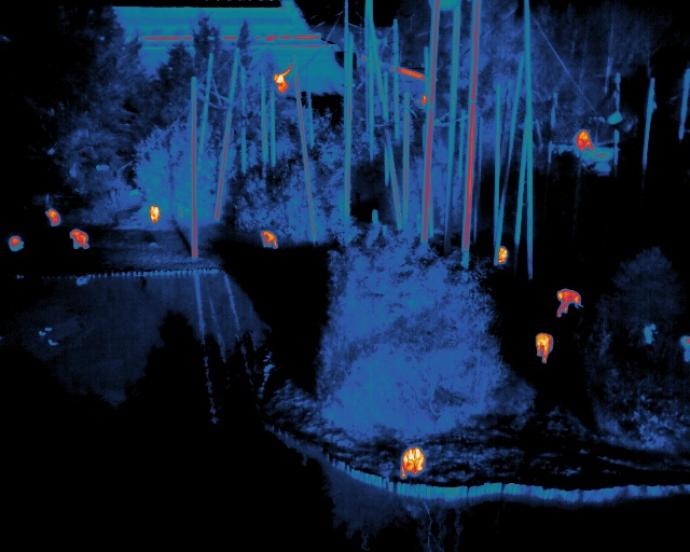 Thermal image of a forested area at night, with animals, likely chimpanzees, visible as bright heat signatures in shades of orange and red, contrasting against the cooler blue and black background